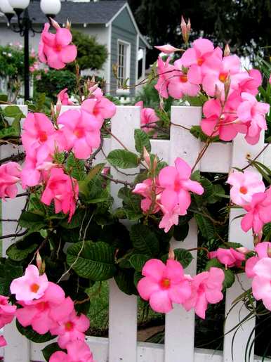 夏天开什么花，夏天最有代表性的花是什么？