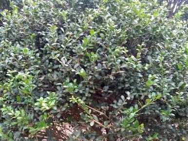 龟甲冬青是什么植物？龟甲冬青如何繁茂？