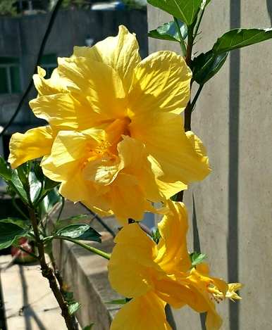扶桑花开花小怎么办？扶桑花怎么开花？