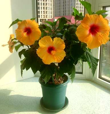 扶桑花开花小怎么办？扶桑花怎么开花？