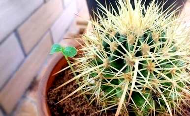 如何在大田种植仙人球？