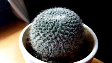 如何在大田种植仙人球？