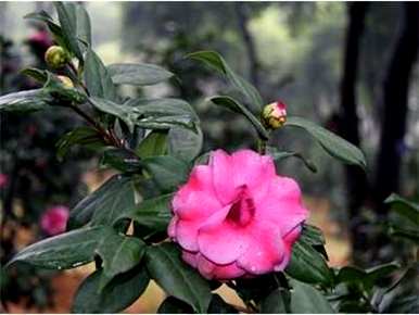 山茶花移栽后叶干怎么办？山茶花什么时候移栽最好？