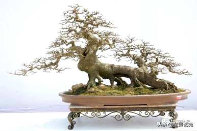 朴树盆景好看，朴树盆景好养吗？