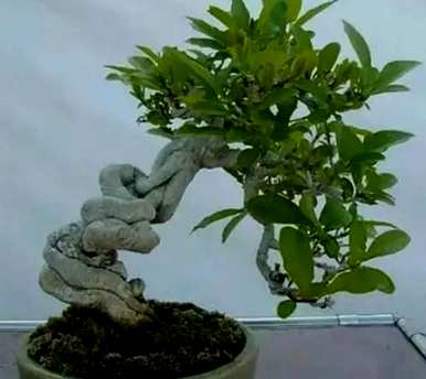 卫矛冬青树盆景，卫矛盆景怎么养？
