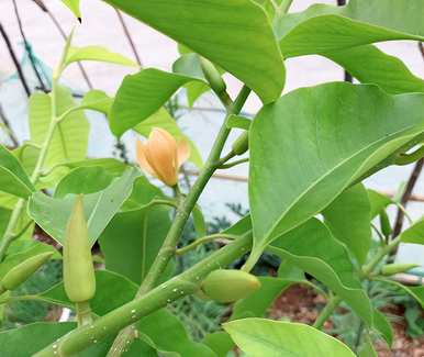 黄菊兰叶边烧焦怎么办？花叶边烧焦干燥怎么办？