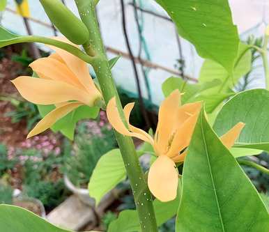 黄菊兰叶边烧焦怎么办？花叶边烧焦干燥怎么办？