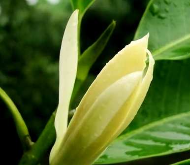 黄菊兰叶边烧焦怎么办？花叶边烧焦干燥怎么办？