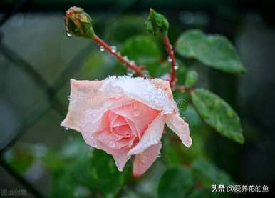 最耐寒的玫瑰品种是什么，耐寒的玫瑰天山王子品种