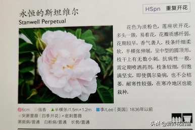 最耐寒的玫瑰品种是什么，耐寒的玫瑰天山王子品种