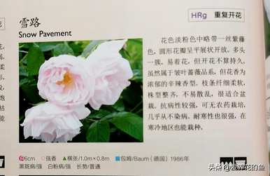 最耐寒的玫瑰品种是什么，耐寒的玫瑰天山王子品种