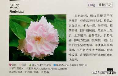 最耐寒的玫瑰品种是什么，耐寒的玫瑰天山王子品种