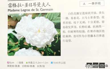 最耐寒的玫瑰品种是什么，耐寒的玫瑰天山王子品种