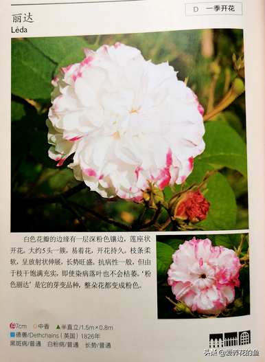 最耐寒的玫瑰品种是什么，耐寒的玫瑰天山王子品种