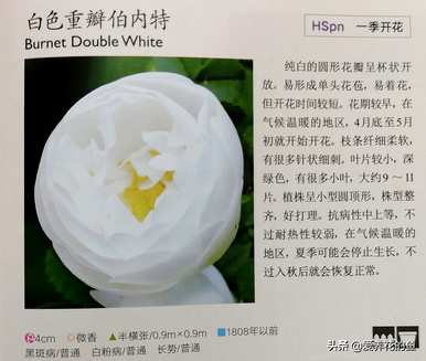 最耐寒的玫瑰品种是什么，耐寒的玫瑰天山王子品种