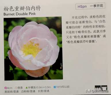 最耐寒的玫瑰品种是什么，耐寒的玫瑰天山王子品种