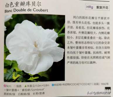 最耐寒的玫瑰品种是什么，耐寒的玫瑰天山王子品种