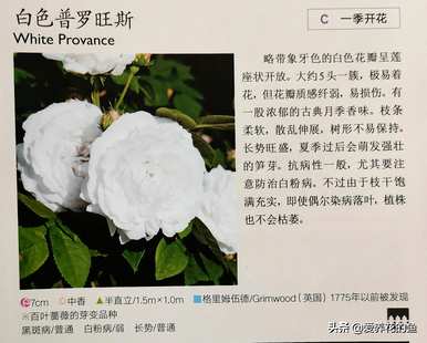 最耐寒的玫瑰品种是什么，耐寒的玫瑰天山王子品种