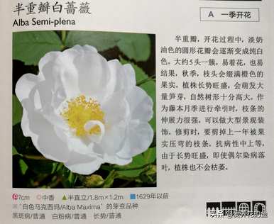 最耐寒的玫瑰品种是什么，耐寒的玫瑰天山王子品种