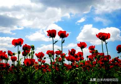 虞美人几月份开花，虞美人播种开花