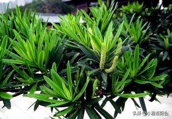 罗汉松盆栽如何浇水，罗汉松盆栽最好的浇水方法