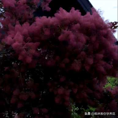 如何饲养红叶树桩盆景，红叶盆景植物是什么？
