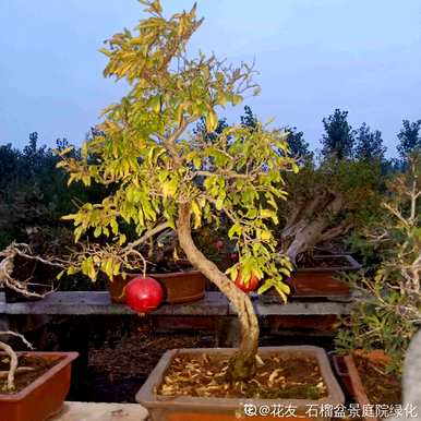 盆栽石榴一年开几次花，如何养家养法？
