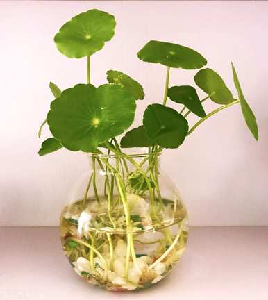 什么是水培植物，什么是水培植物？