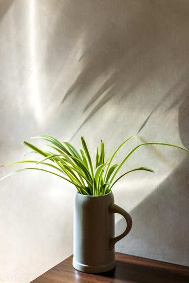 什么是水培植物，什么是水培植物？