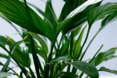 什么是水培植物，什么是水培植物？