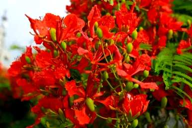 红花对树适合庭院种植吗？红花对树能种在门前吗？