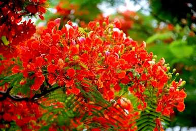 红花对树适合庭院种植吗？红花对树能种在门前吗？