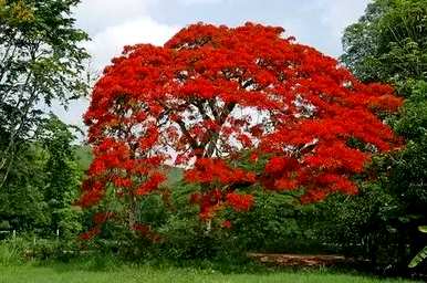 红花对树适合庭院种植吗？红花对树能种在门前吗？