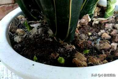 如何浇水虎皮兰，如何浇水虎皮兰