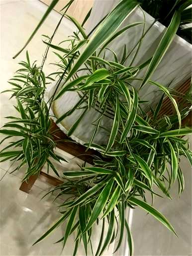 油画吊兰叶边发黄的原因是什么？