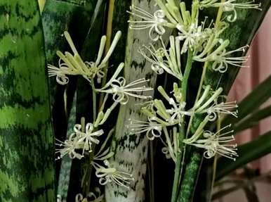 虎皮兰开花后要不要剪掉？虎皮兰开花对人体有害吗？