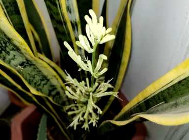 虎皮兰开花后要不要剪掉？虎皮兰开花对人体有害吗？