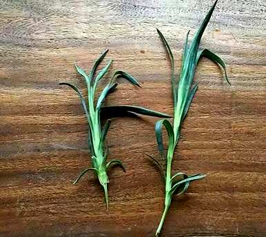 康乃馨花期需要施肥吗？康乃馨发芽后需要施肥吗？