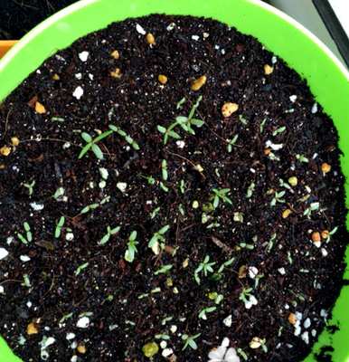 双瓣太阳花品种全图，如何种植双瓣太阳花？