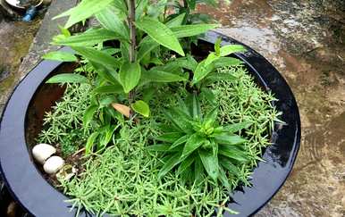 双瓣太阳花品种全图，如何种植双瓣太阳花？