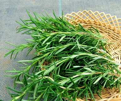 盆栽迷迭香种植方法、盆栽迷迭香种植方法和技巧