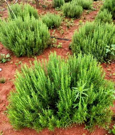 盆栽迷迭香种植方法、盆栽迷迭香种植方法和技巧