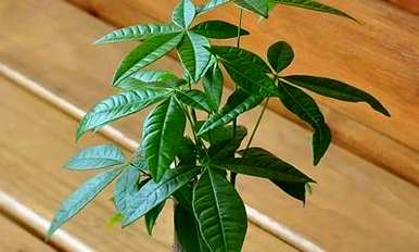 客厅里的幸运树有多高？幸运树一年有多高？