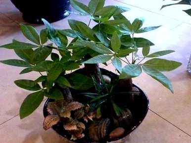 客厅里的幸运树有多高？幸运树一年有多高？