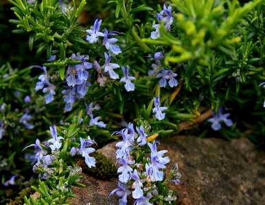 盆栽迷迭香种植方法、盆栽迷迭香种植方法和技巧
