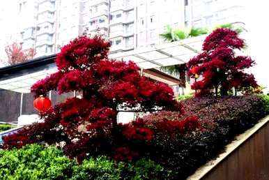 红花掌木什么时候开花，红花继木怎么养才能开花？