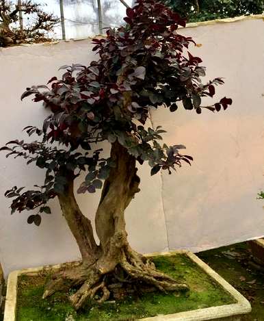 红花掌木什么时候开花，红花继木怎么养才能开花？