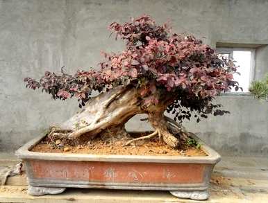 红花掌木什么时候开花，红花继木怎么养才能开花？