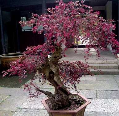 红花掌木什么时候开花，红花继木怎么养才能开花？