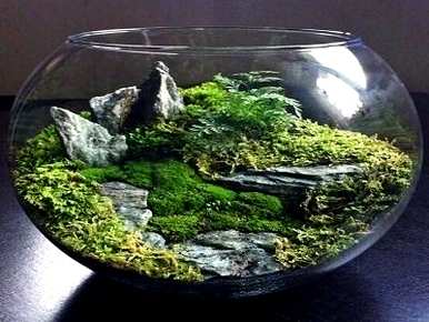 苔藓的繁殖和维护，以及如何繁殖苔藓植物